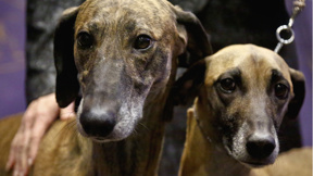 כלבים בתערוכת ווסטמינסטר, 2017