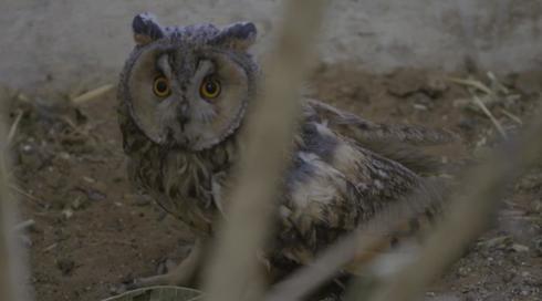 להציל את חיות הבר עונה 2 | שועל ינשוף | פרק 3