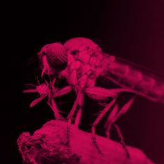 הדברה ביולוגית ללא מגע יד