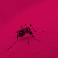 יתוש על יד של בן אדם