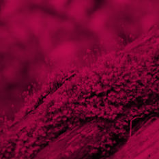 עץ ועליו טחב