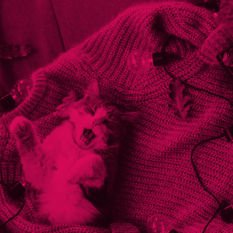 חתול על סוודר