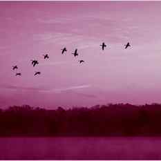 SHUTERSTUCK נדידת ציפורים