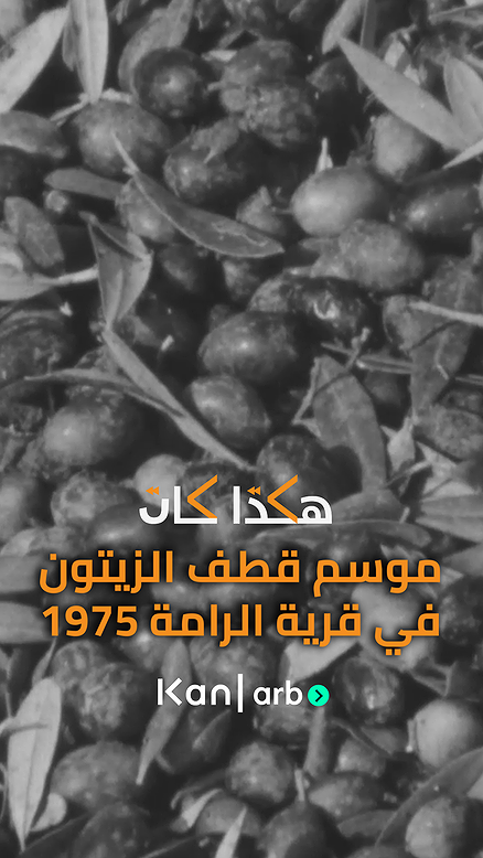 هكذا كان موسم قطف الزيتون 1975