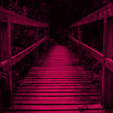 שביל בין עצים