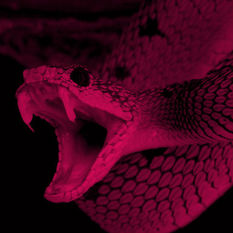 לא כל כך ערמומי