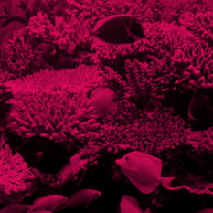 שונית אלמוגים