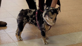 להציל את חיות הבית 3 פרק 4