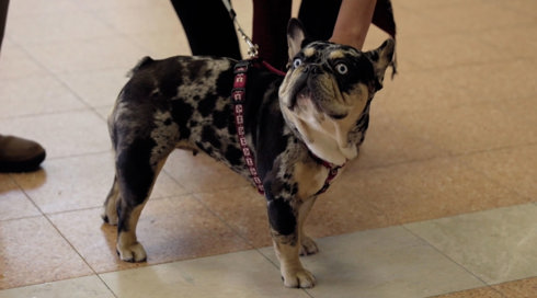 להציל את חיות הבית 3 פרק 4