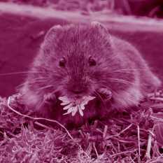 נברן.Shutterstock נברן