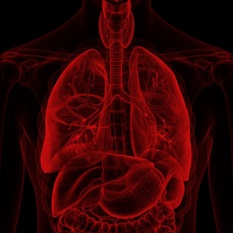 מערכת הנשימה.shutterstock מערכת הנשימה