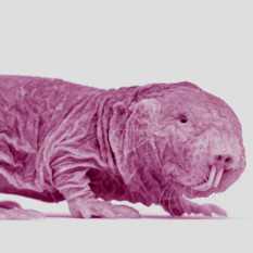 חולד עירום.Shutterstock חולד עירום