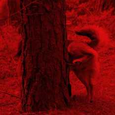 כלב מסמן טריטוריה.Shutterstock כלב מסמן טריטוריה