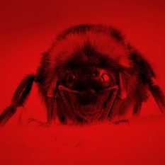 דבורה.Shutterstock דבורה