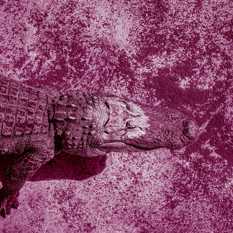 SHUTERSTUCK תנין.SHUTERSTUCK תנין SHUTERSTUCK תנין