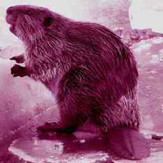 בונה.Shutterstock בונה