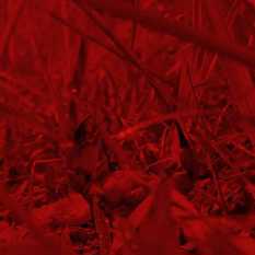 סרטן נהרות.Shutterstock סרטן נהרות