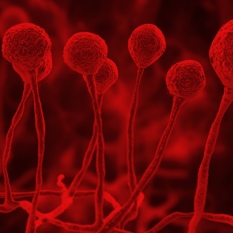 אילוסטרציה של פטריות.shutterstock אילוסטרציה של פטריות