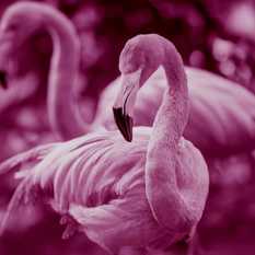 פלמינגו.Shutterstock פלמינגו