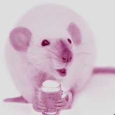 עכבר שותה.Shutterstock עכבר שותה