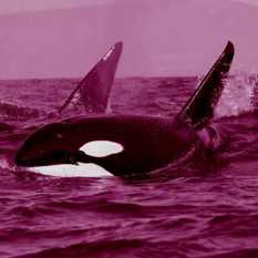 לוויתני קטלן.Shutterstock לוויתני קטלן