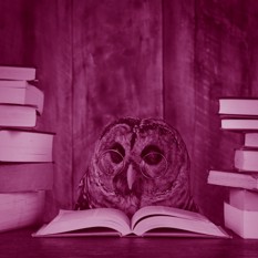 SHUTERSTUCK ינשוף.SHUTERSTUCK ינשוף SHUTERSTUCK ינשוף